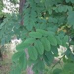 Robinia hispida Hoja