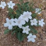 Ruellia ciliatifloraফুল