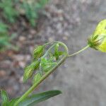 Helianthemum italicum 花