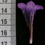 Echinacanthus attenuatus Otro