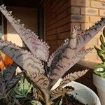 Kalanchoe daigremontiana List