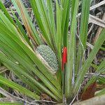 Pandanus verecundus অভ্যাস