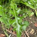 Sonchus asper Leaf