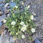 Cerastium latifolium Kwiat