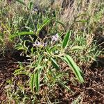 Solanum lanzae फूल