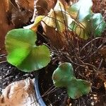 Adiantum reniforme Лист