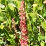 Rumex bucephalophorus Virág