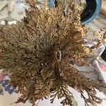 Selaginella lepidophylla Лист