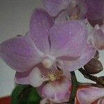 Phalaenopsis spp. Цвят