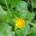 Sphagneticola trilobata Flower