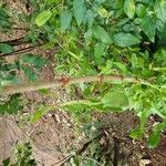 Rumex usambarensisΦλοιός