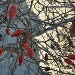 Rosa canina Fruit