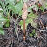 Equisetum arvense 花