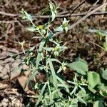 Euphorbia dracunculoides Květ