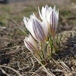 Crocus reticulatus 花