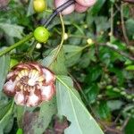 Bellucia grossularioides Flower