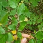 Cotoneaster acutifolius Leaf