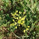 Rorippa pyrenaica Flower
