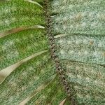 Pleopeltis bombycina Leaf