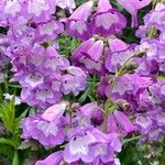 Penstemon cobaea Flor