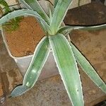 Agave vivipara Blad