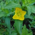 Ludwigia peruviana Flower