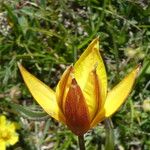 Tulipa sylvestris Цвят