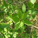 Chionanthus virginicus 葉