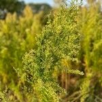 Artemisia annua Цветок