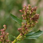 Chenopodium berlandieri Fruit