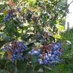 Berberis aquifolium Fruct