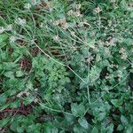 Bupleurum longifolium Fruit