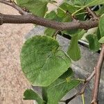 Cercis occidentalis Hostoa