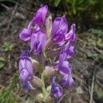 Oxytropis songorica