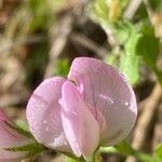 Ononis rotundifolia Blodyn