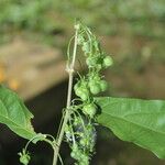 Adelia triloba Fruit