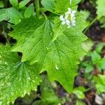 Alliaria petiolata Leaf