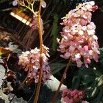 Begonia heracleifoliaÕis