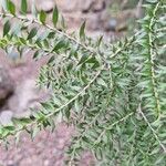 Melaleuca styphelioides Blad