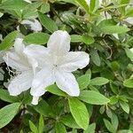 Rhododendron × pulchrum പുഷ്പം