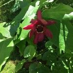 Clematis texensis Leaf