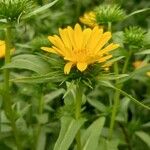 Grindelia hirsutula 花