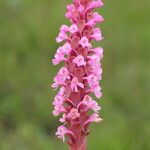 Satyrium crassicaule Flower