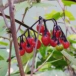 Solanum dulcamaraFruitua