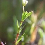 Sabulina tenuifolia Çiçek