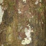 Pachira dolichocalyx Bark