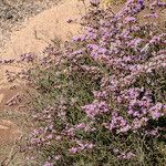 Limonium tuberculatum Flor