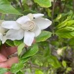 Gardenia jasminoides Flower
