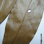 Licaria chrysophylla Nyingine