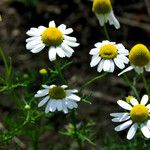 Matricaria chamomilla Blomma